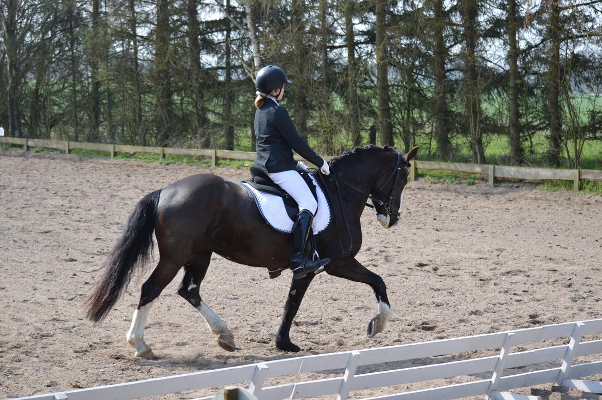 Anden særlig race Lady Guenevere billede 34