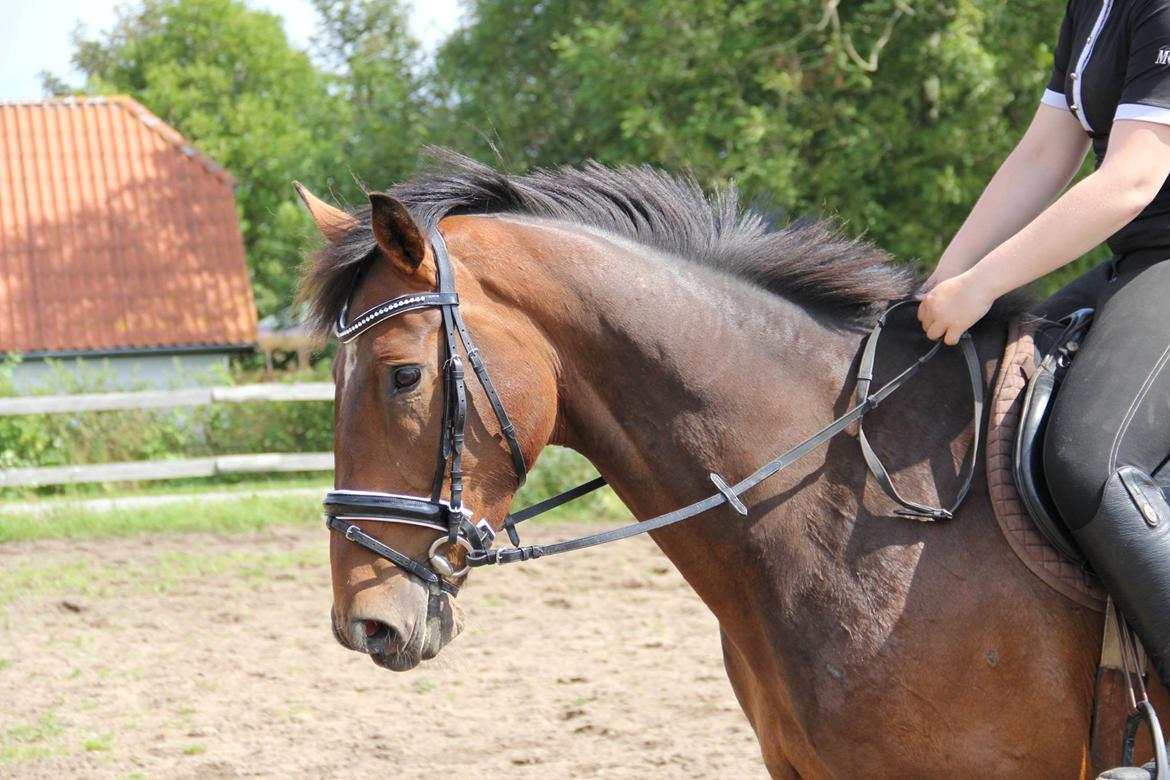 Irsk Sportshest Captain jack sparrow billede 23