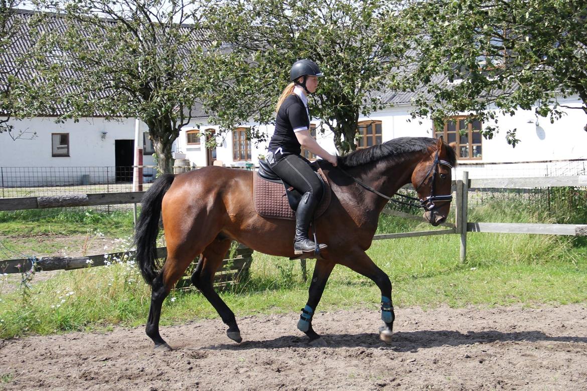 Irsk Sportshest Captain jack sparrow billede 28