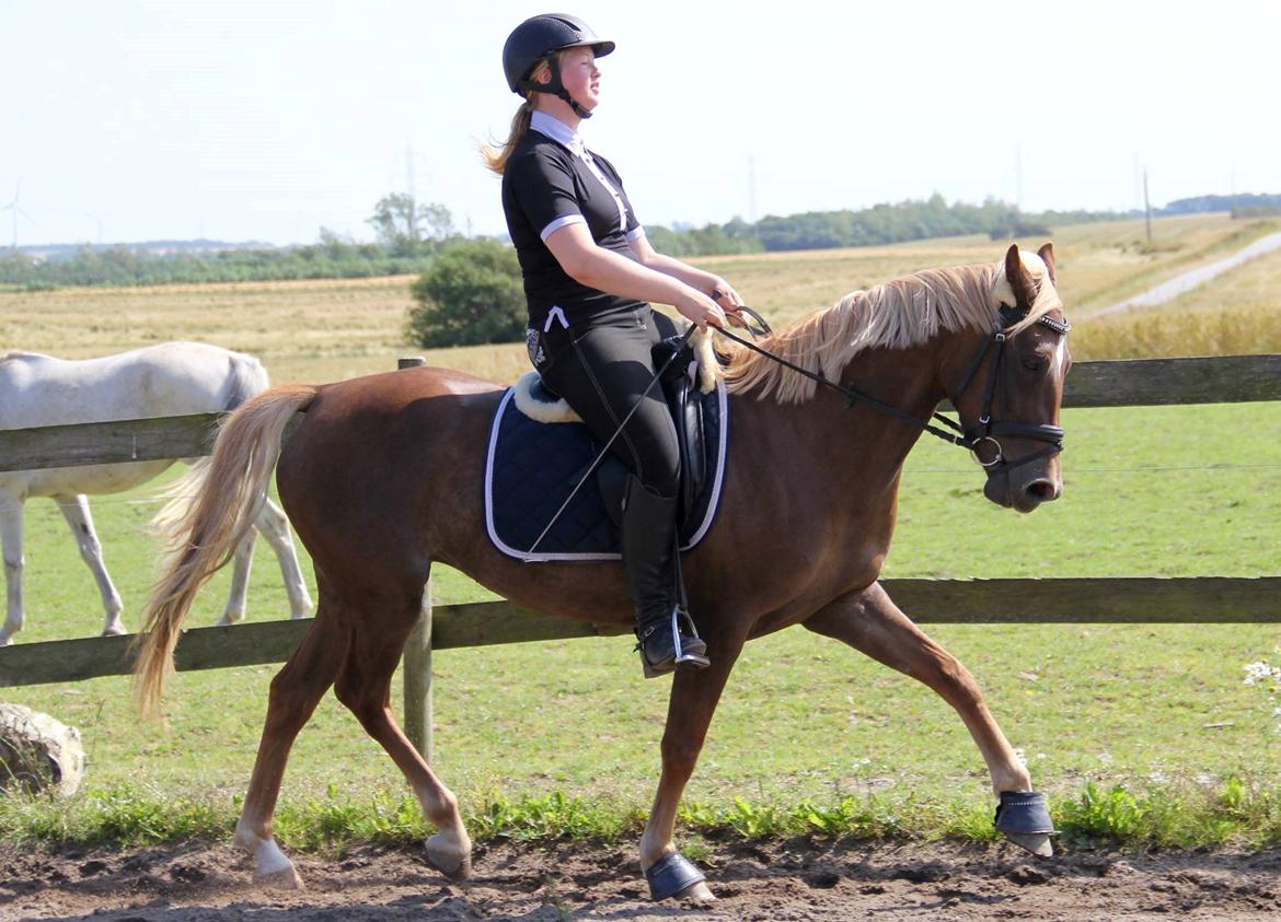 DSP Sunspot billede 4