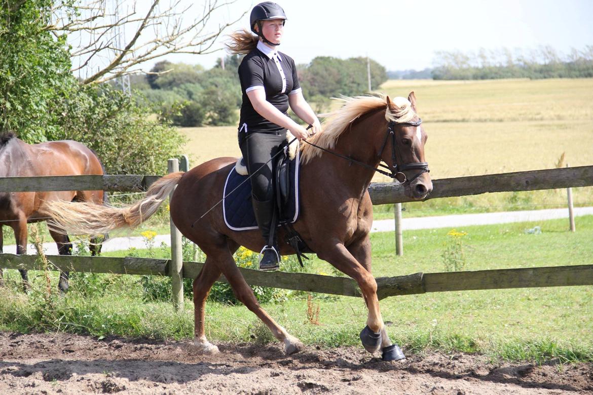 DSP Sunspot billede 32