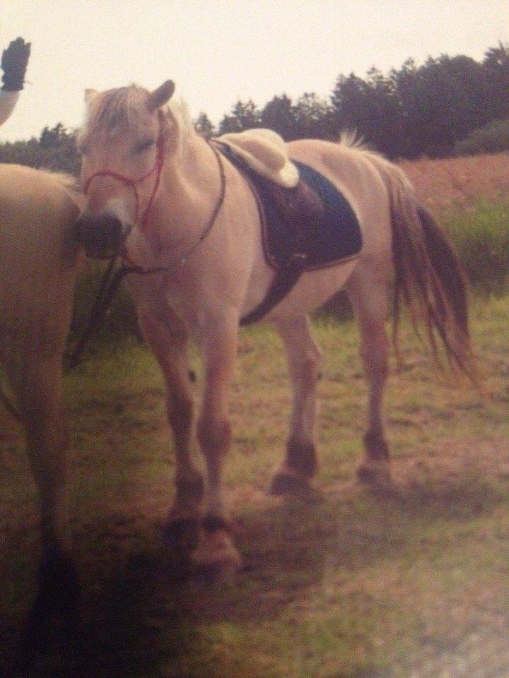 Fjordhest Trold ll billede 14