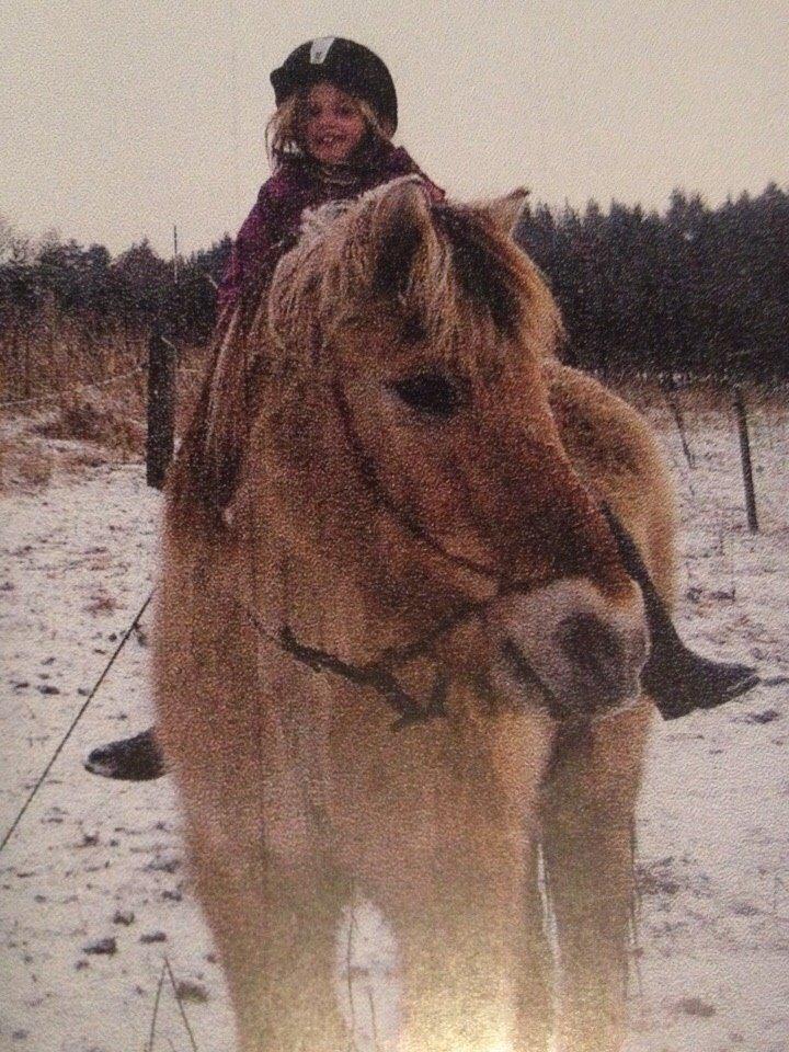 Fjordhest Trold ll billede 17