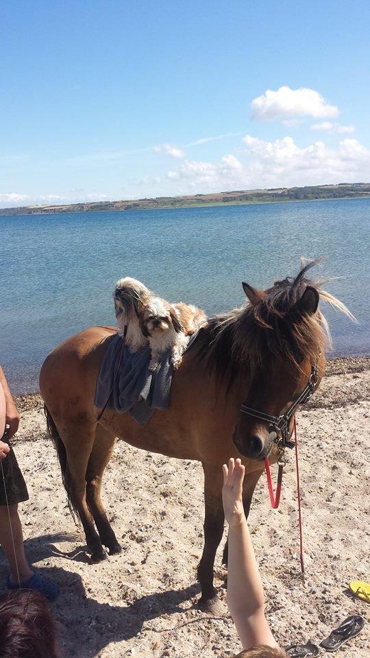 Islænder Magnus billede 7