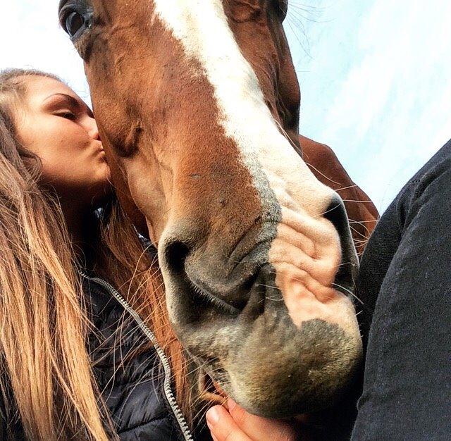 Hannoveraner Lady La Martina billede 5