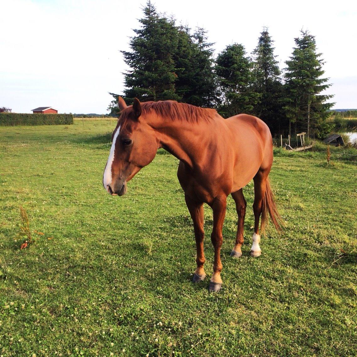 Hannoveraner Lady La Martina billede 26