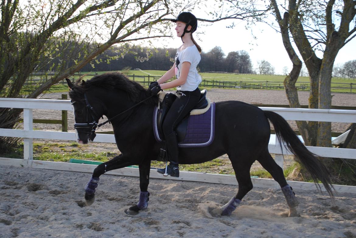 New Forest Southforks Athos - Træning på banen 2015 billede 22