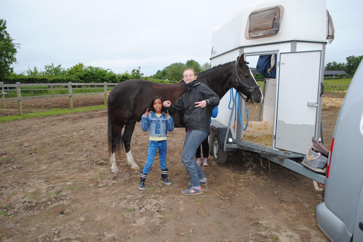 New Forest Southforks Athos - Springstævne i Vedbæk juni 2015 billede 21