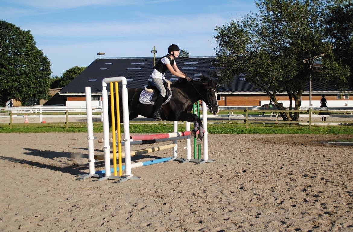 New Forest Southforks Athos - Springundervisning sommer 2015 billede 12