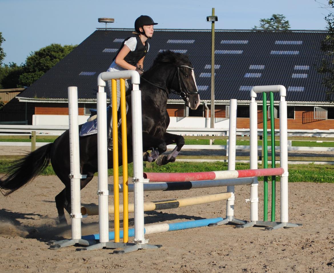 New Forest Southforks Athos - Springundervisning sommer 2015 billede 6