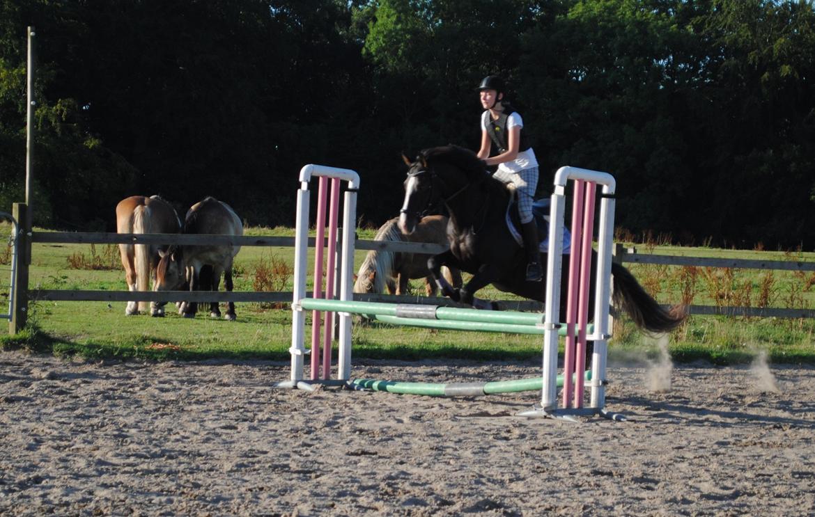 New Forest Southforks Athos - Springundervisning sommer 2015 billede 18