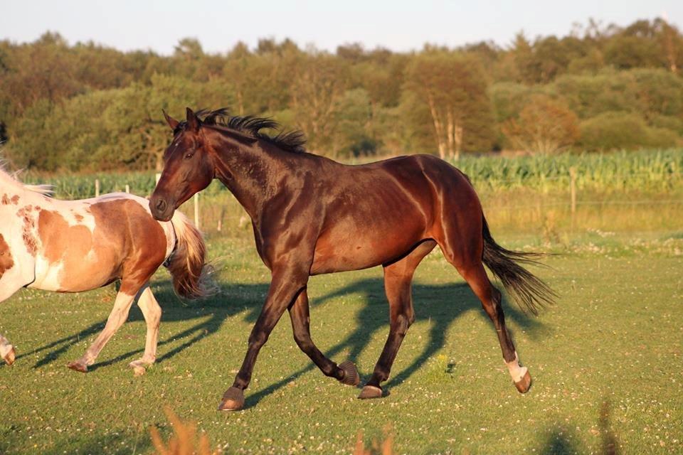 Dansk Varmblod Madel juan billede 4
