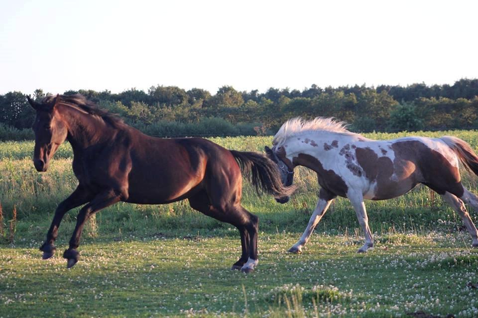 Dansk Varmblod Madel juan billede 19