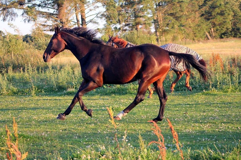 Dansk Varmblod Madel juan billede 20