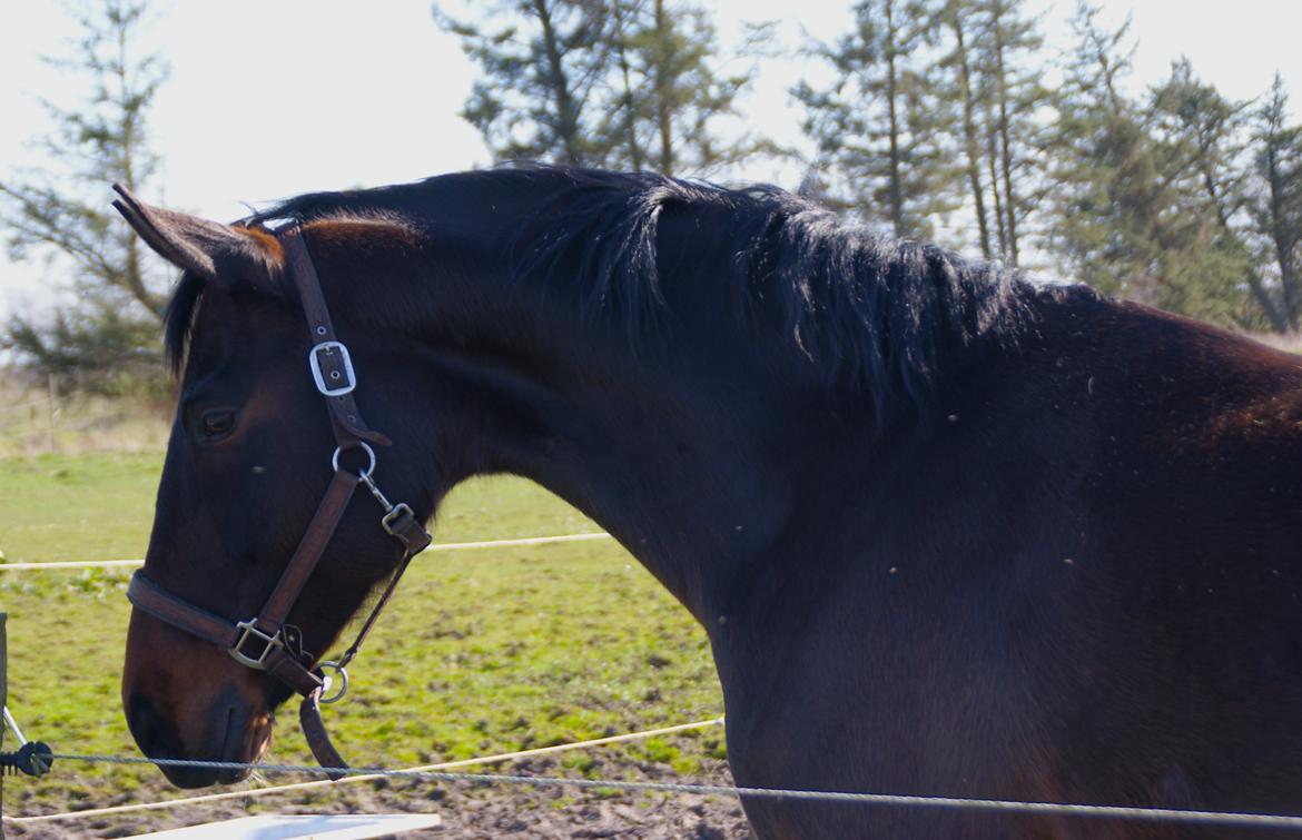 Dansk Varmblod Madel juan billede 18