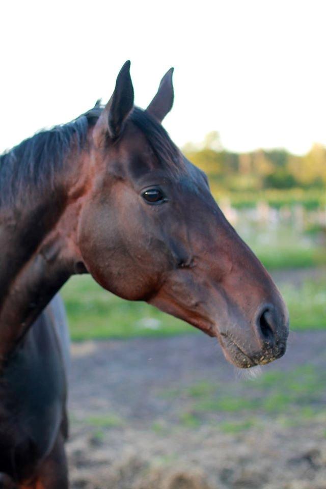 Dansk Varmblod Madel juan billede 2