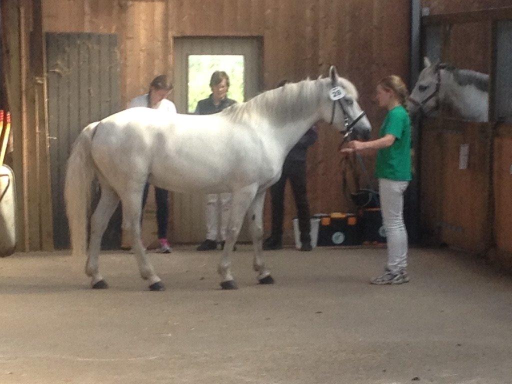 Connemara WILLMA billede 21