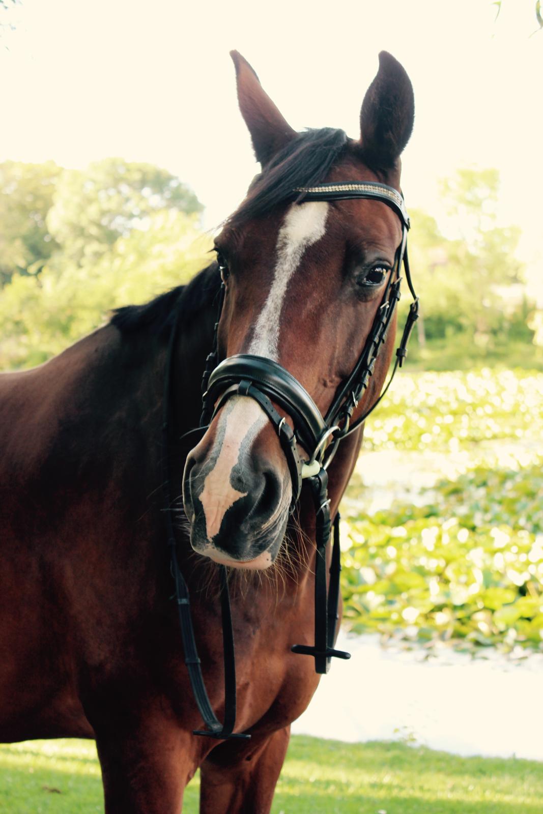 Dansk Varmblod Fantasy [Tidl. part] billede 4