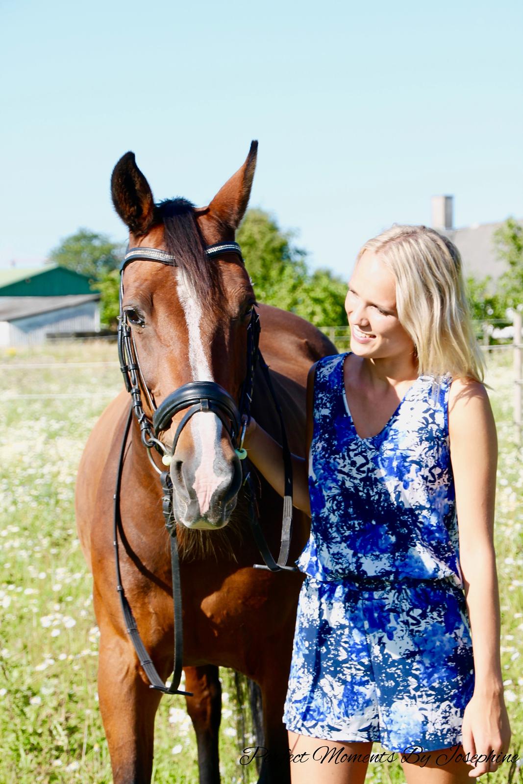 Dansk Varmblod Fantasy [Tidl. part] billede 1