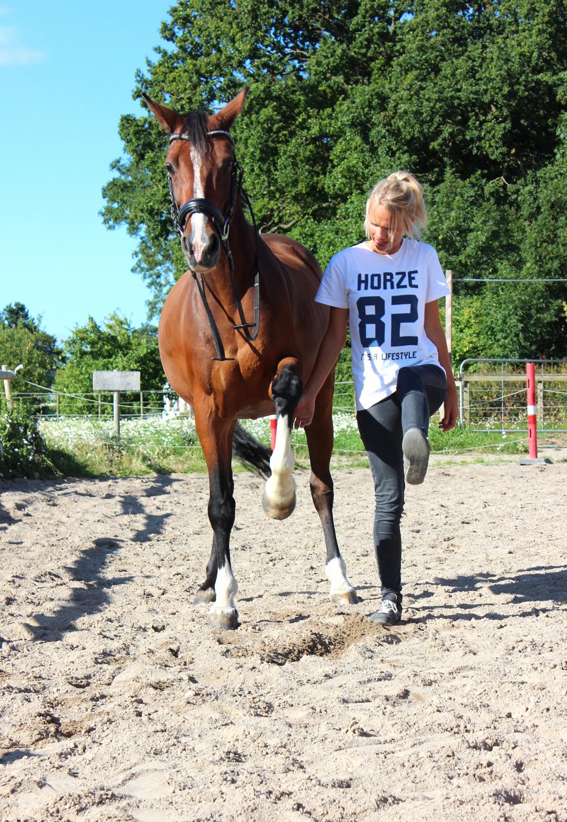 Dansk Varmblod Fantasy [Tidl. part] billede 3