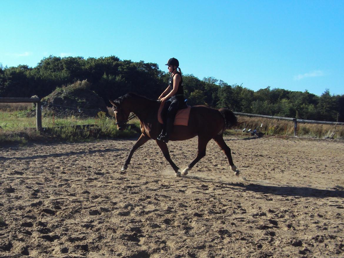 Dansk Varmblod Gabriella billede 1