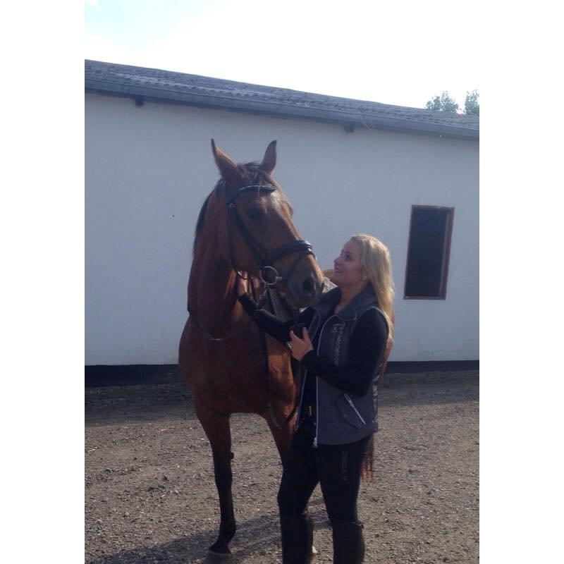 Dansk Varmblod Gabriella billede 2