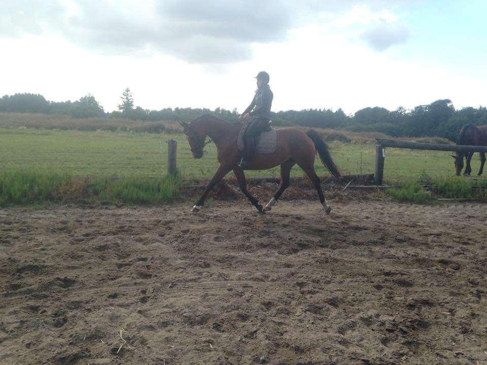 Dansk Varmblod Gabriella billede 4