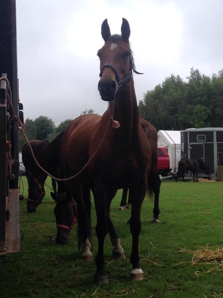 Dansk Varmblod Gabriella billede 5