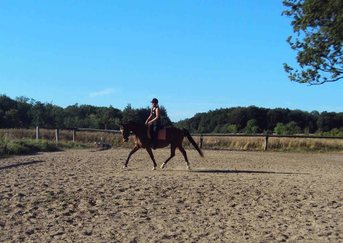 Dansk Varmblod Gabriella billede 3