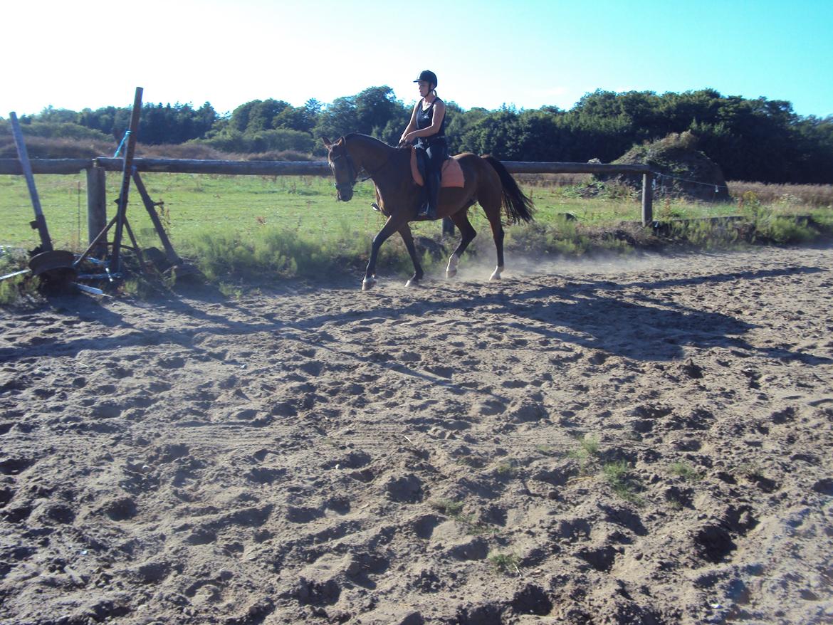 Dansk Varmblod Gabriella billede 6