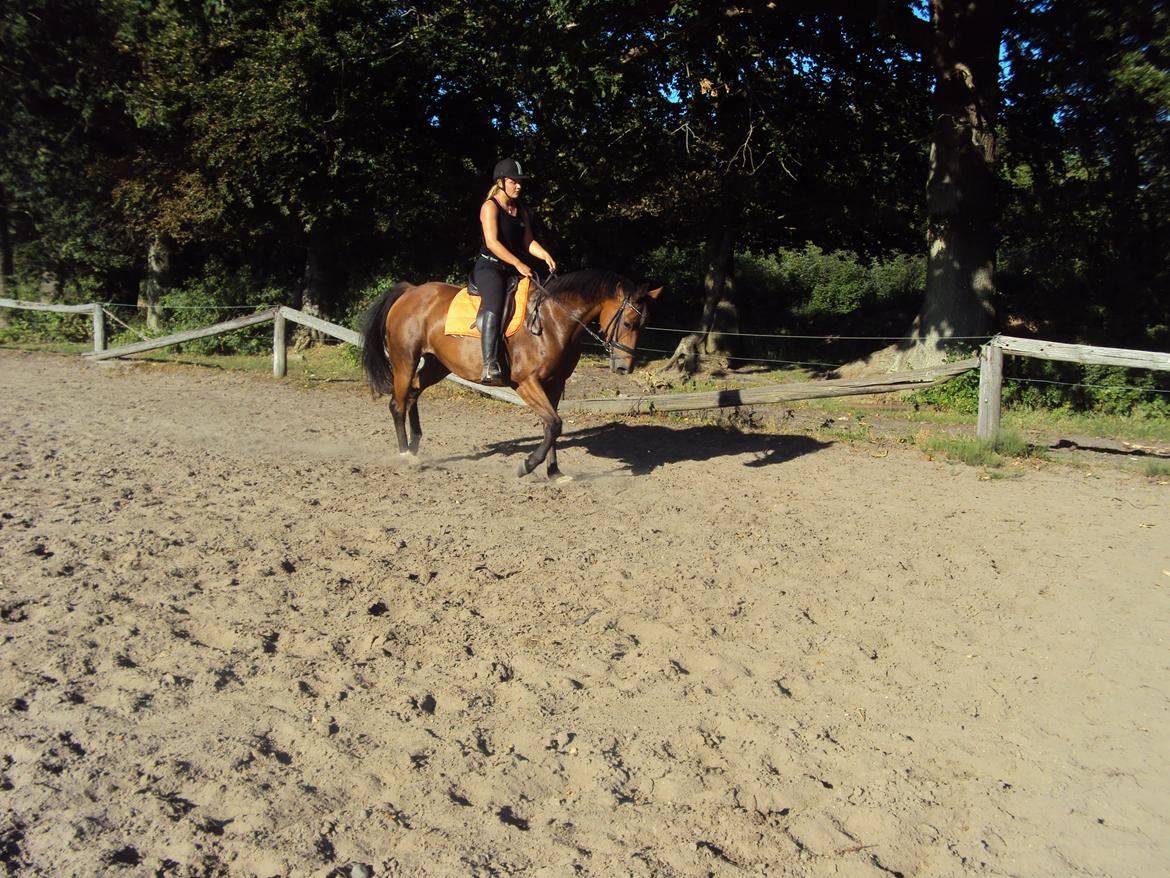 Dansk Varmblod Gabriella billede 8