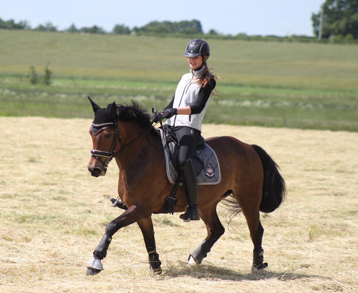 New Forest Kærgaardens Cayenne - Dressur - træning 20/6-15 billede 7