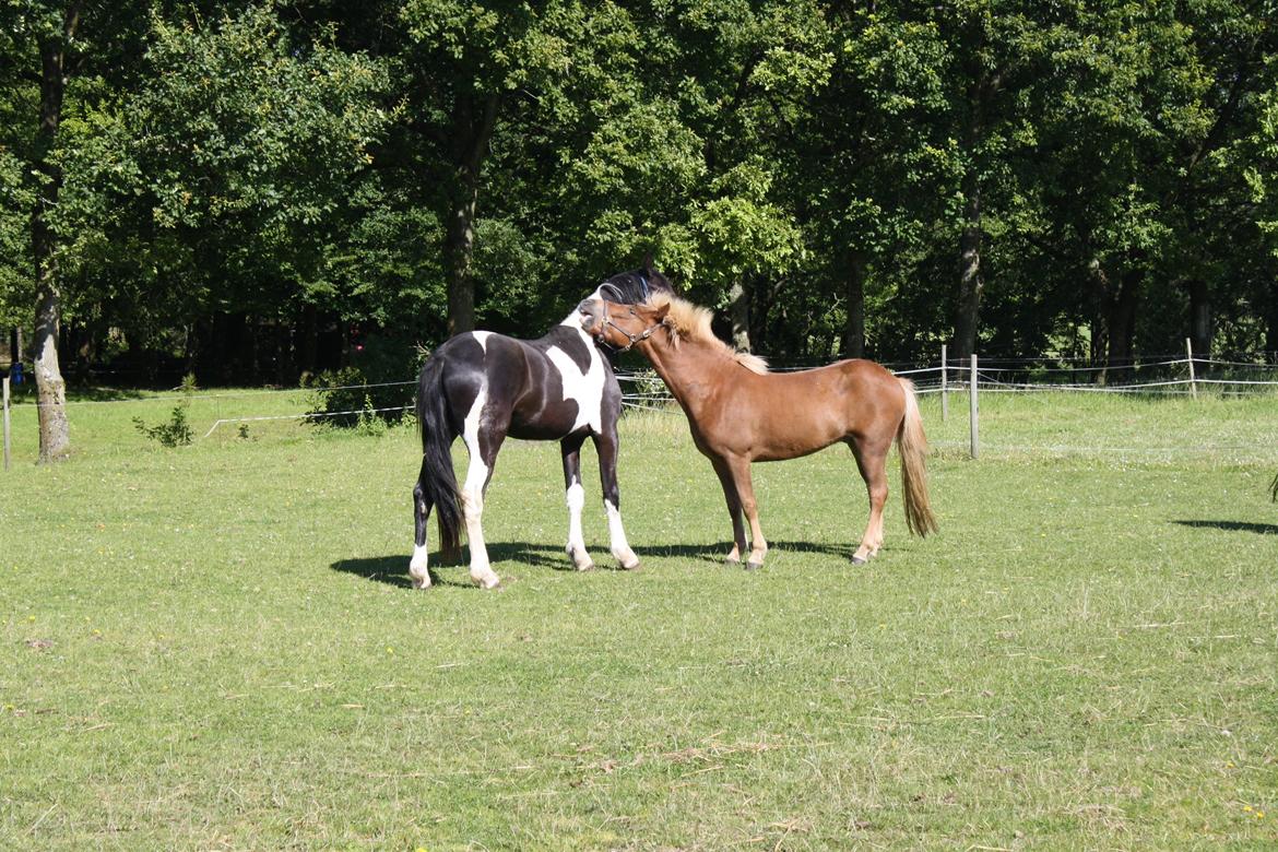 Islænder Tjalfe fra Lykkestrup billede 2