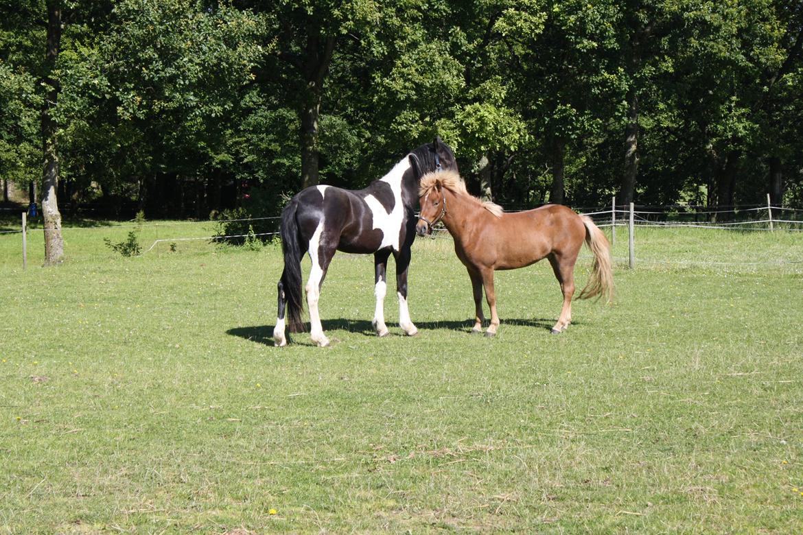 Islænder Tjalfe fra Lykkestrup billede 3