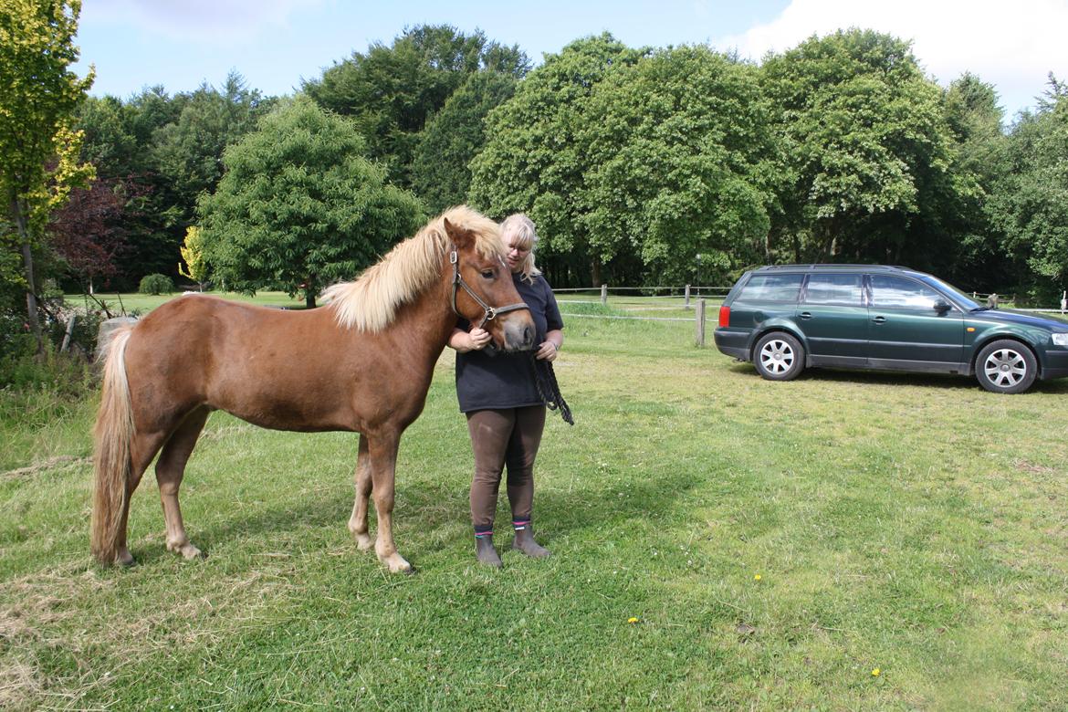 Islænder Tjalfe fra Lykkestrup billede 5