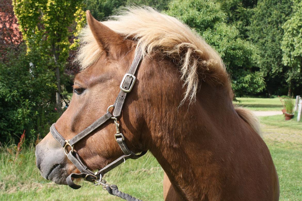 Islænder Tjalfe fra Lykkestrup billede 7