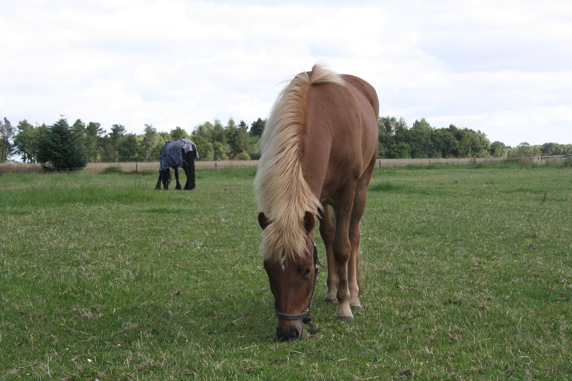 Islænder Tjalfe fra Lykkestrup billede 8