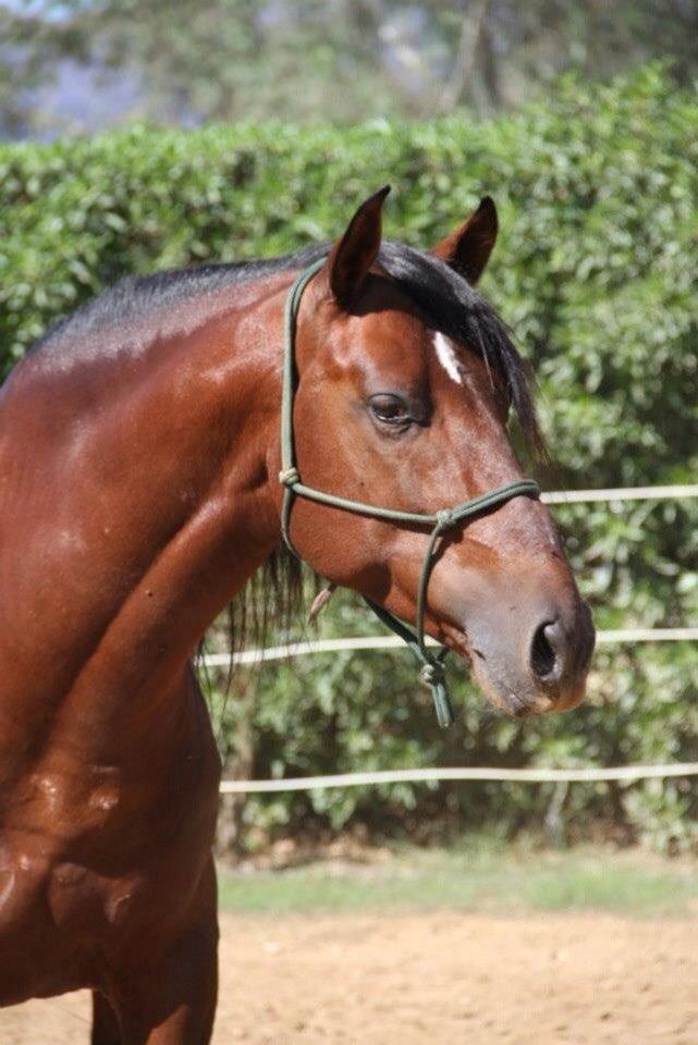 Pura Raza Española Cody (Lagartijo XXXVI) billede 4