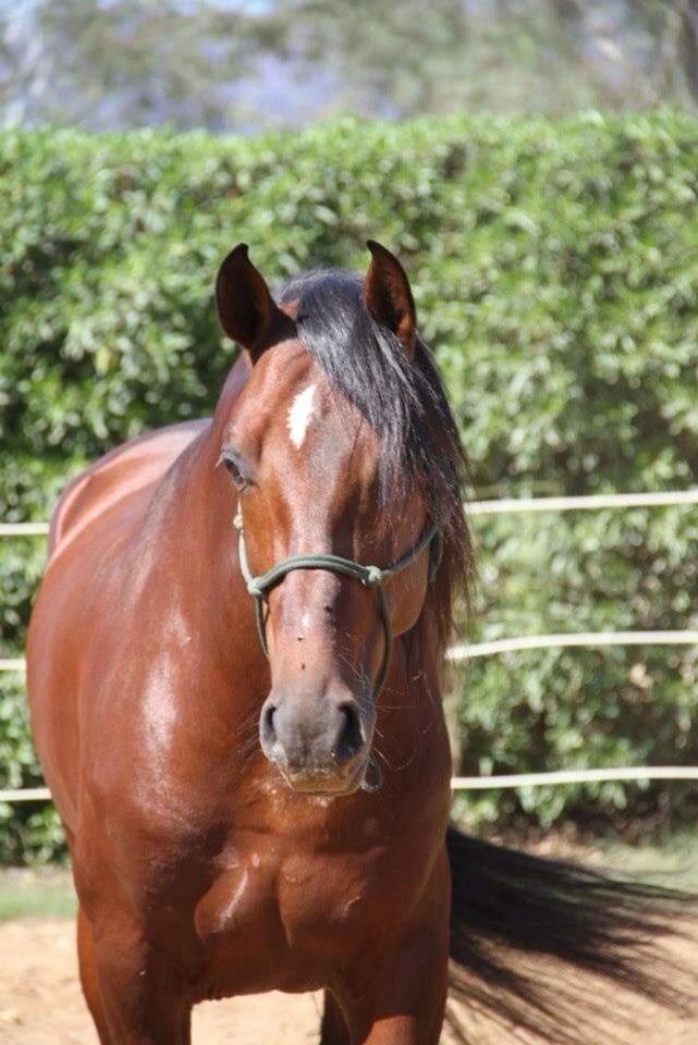 Pura Raza Española Cody (Lagartijo XXXVI) billede 2