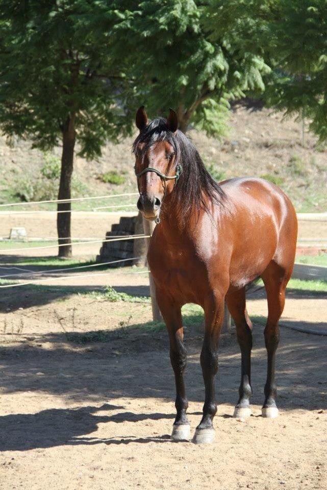 Pura Raza Española Cody (Lagartijo XXXVI) billede 5