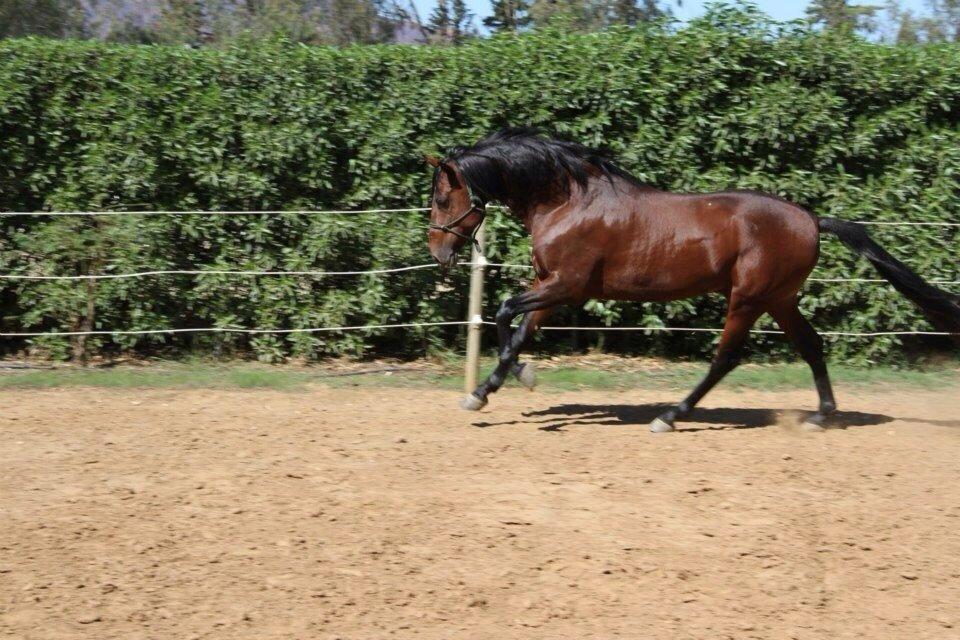 Pura Raza Española Cody (Lagartijo XXXVI) billede 7