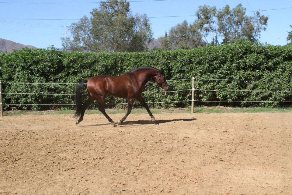 Pura Raza Española Cody (Lagartijo XXXVI) billede 8