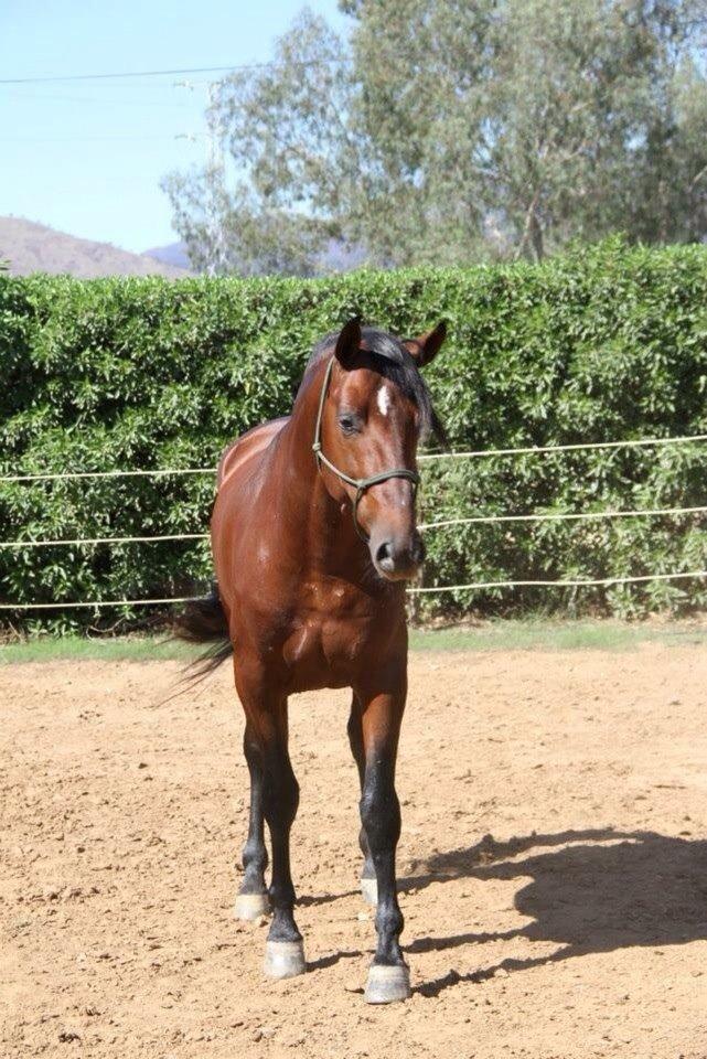 Pura Raza Española Cody (Lagartijo XXXVI) billede 10