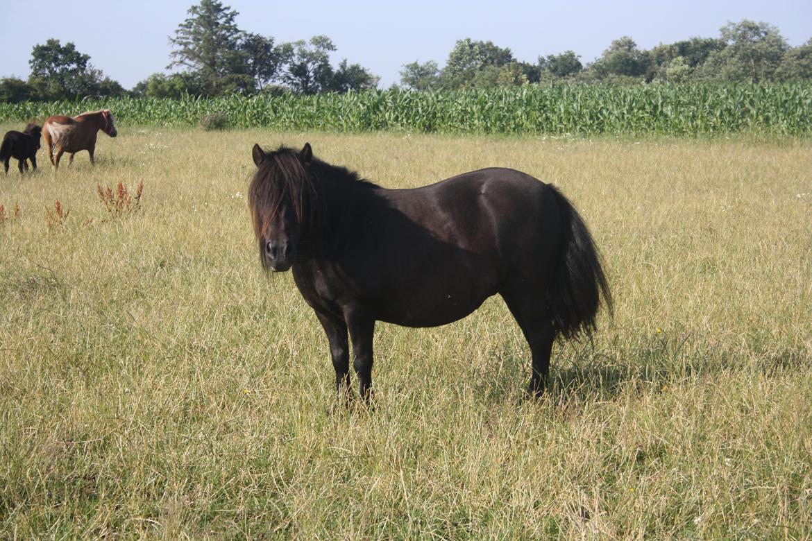 Shetlænder Zaida vd Sanjesreed billede 8
