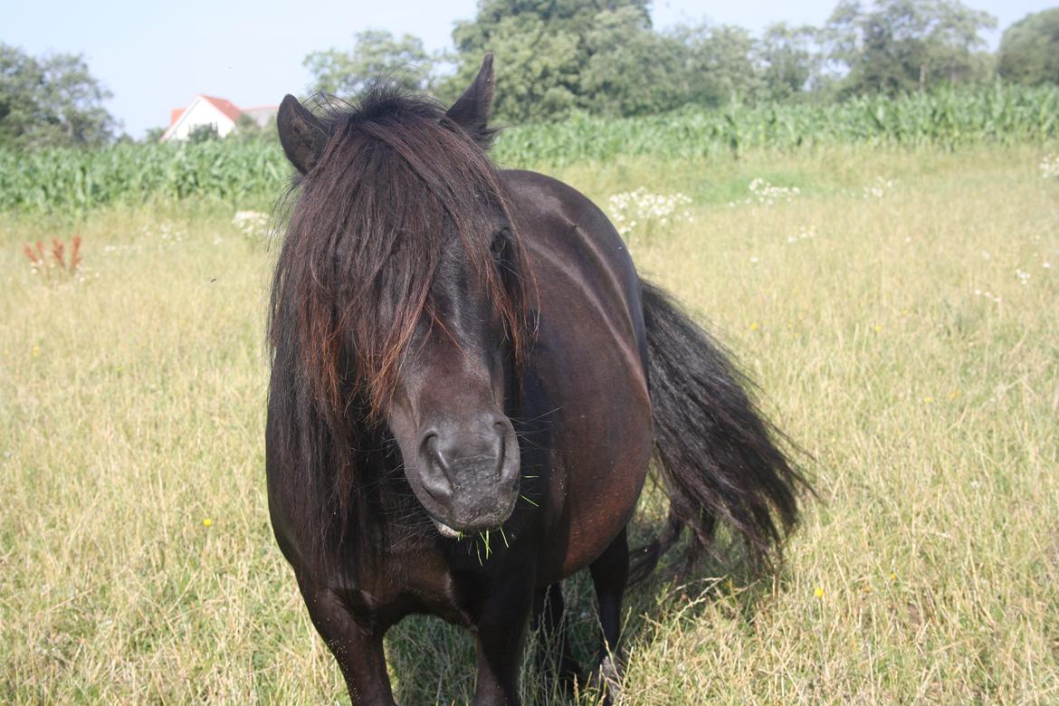 Shetlænder Zaida vd Sanjesreed billede 9