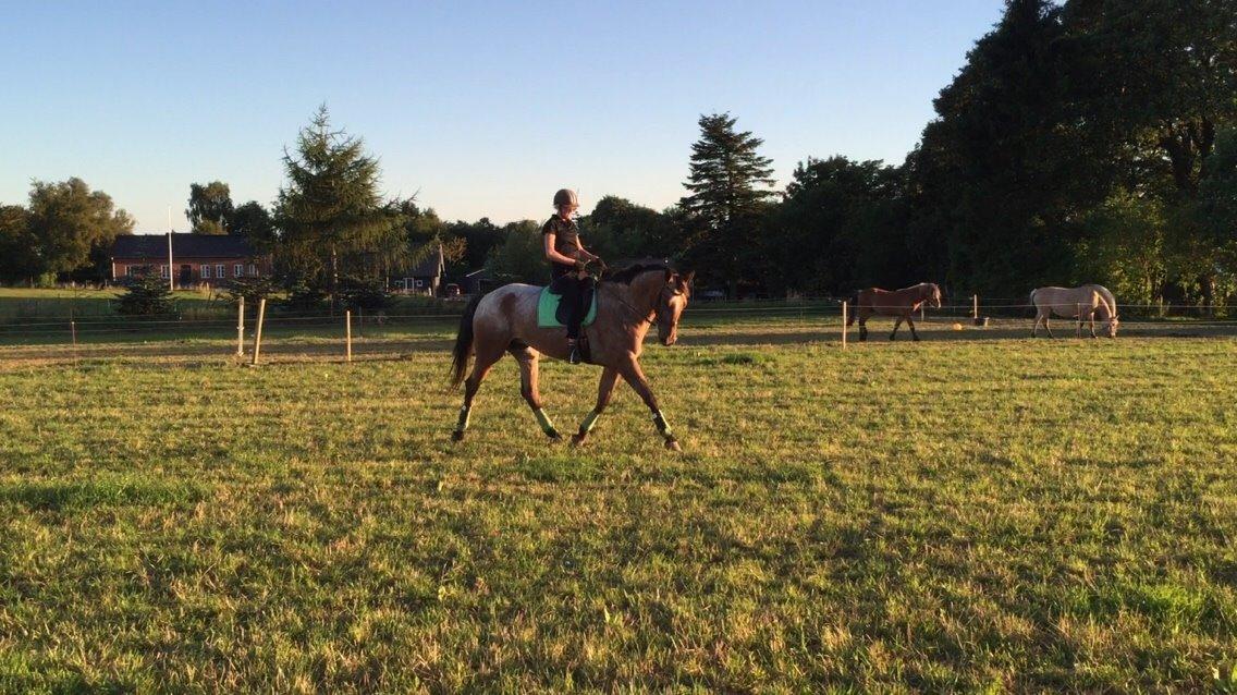 Knabstrupper Altena Vejlø billede 3