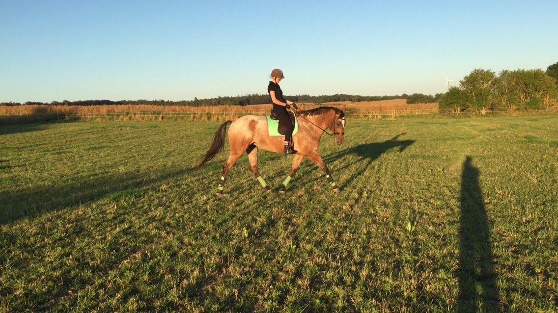 Knabstrupper Altena Vejlø billede 2