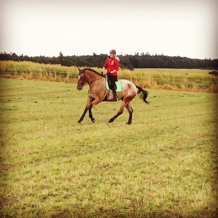 Knabstrupper Altena Vejlø billede 5