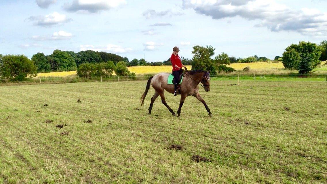 Knabstrupper Altena Vejlø billede 4