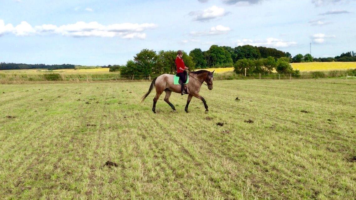 Knabstrupper Altena Vejlø billede 6